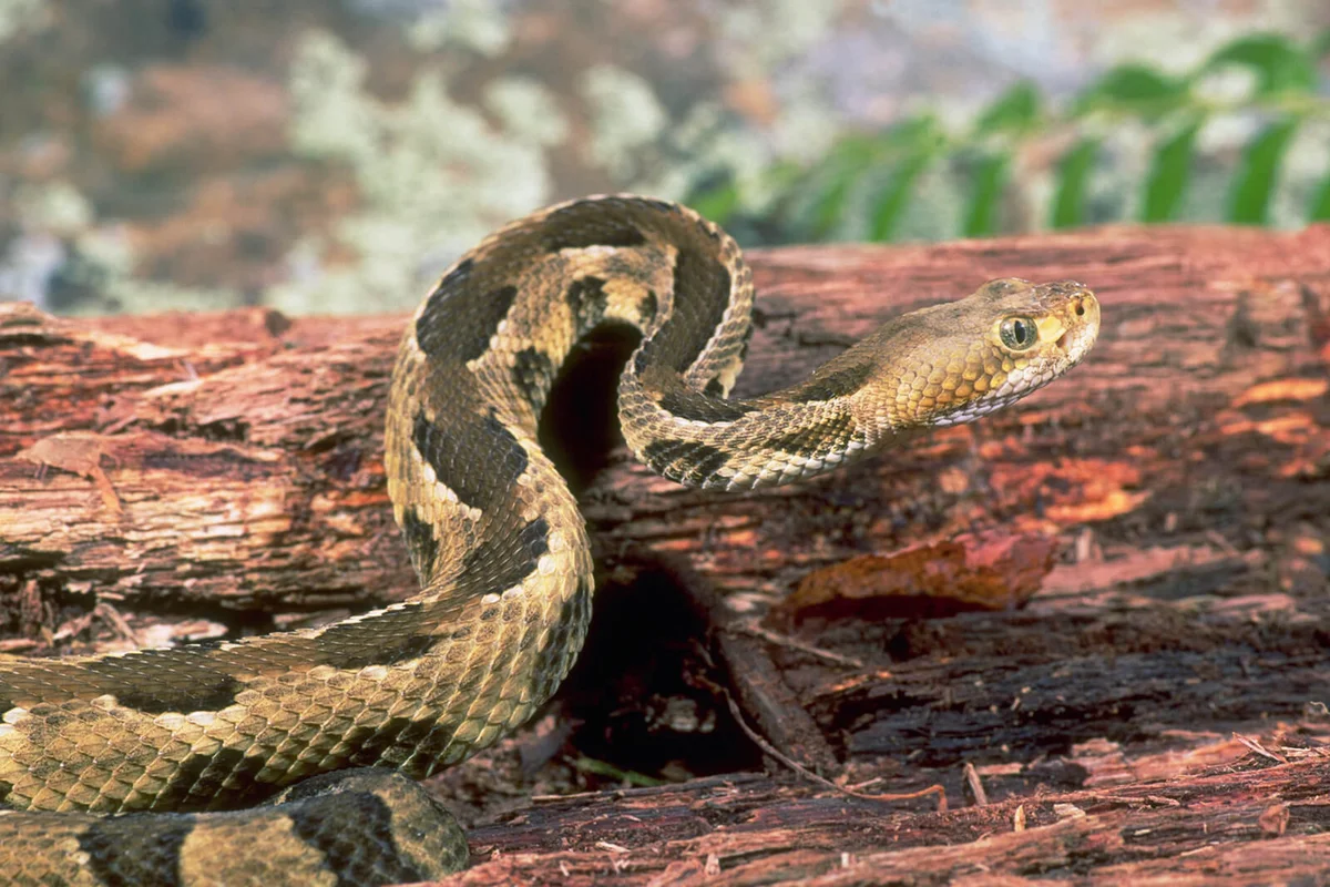 Traveling Timber Rattlesnake