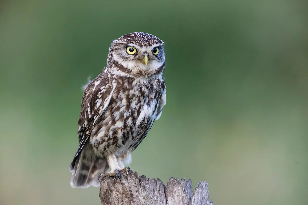 Portrait of little owl, Kalmthout, Belgium