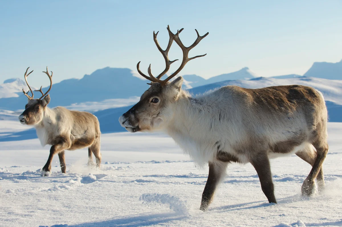 reindeer in northern Norway