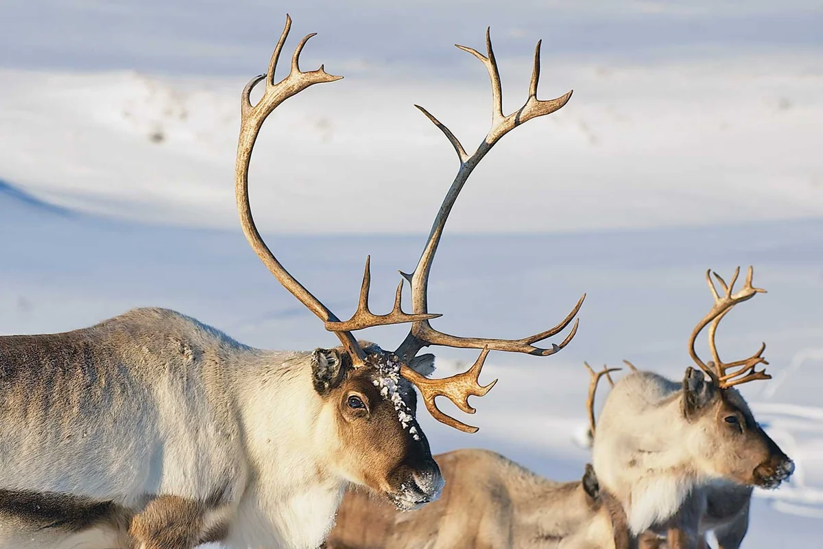 reindeer antlers