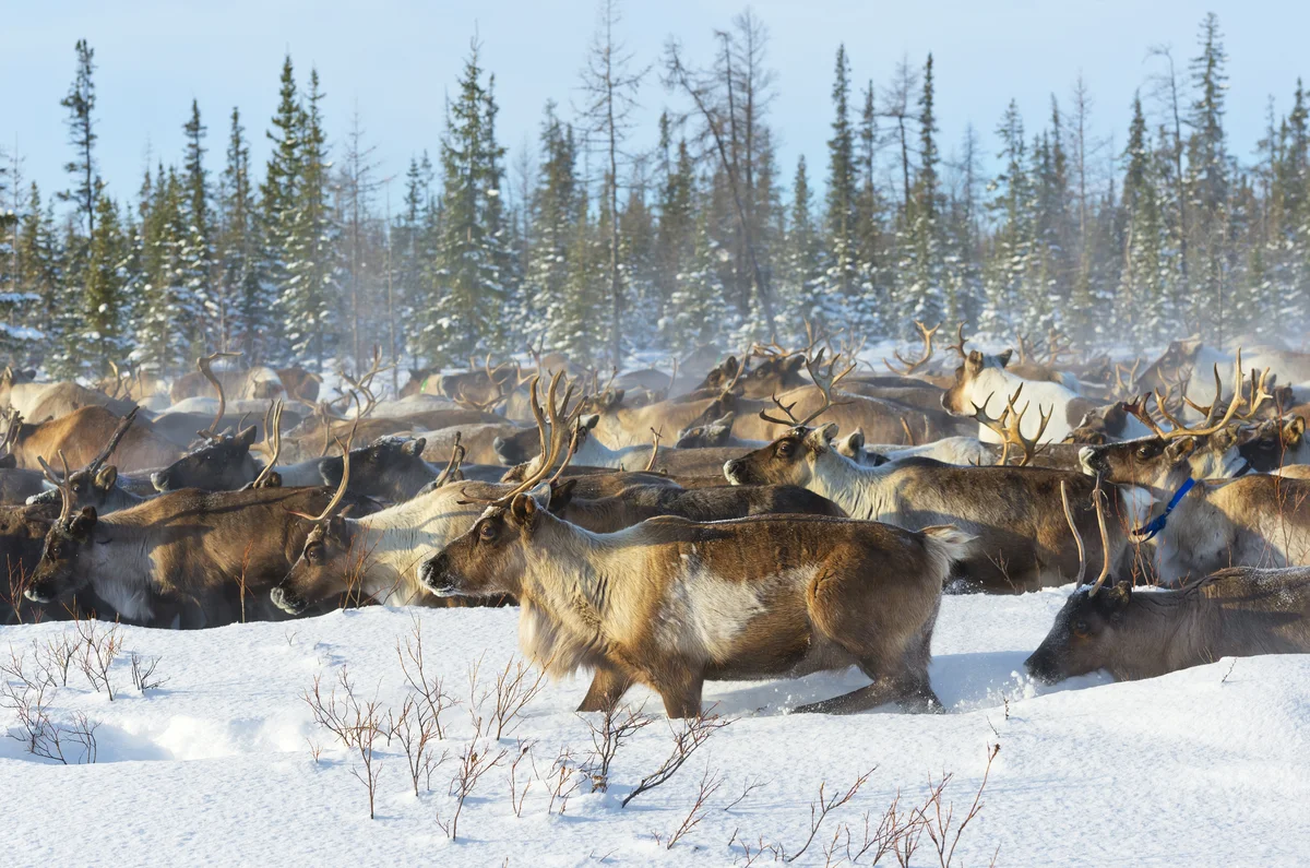 herd of reindeer