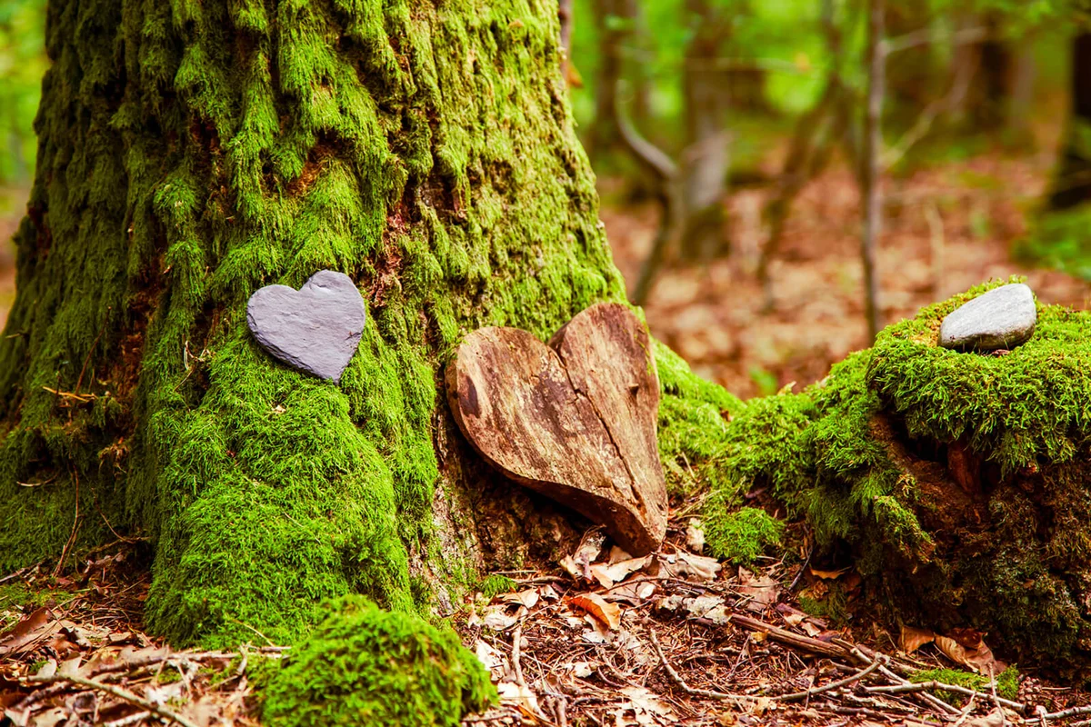 Natural burial grave in the forest.