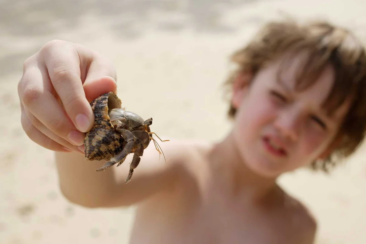 boy with hermit crab