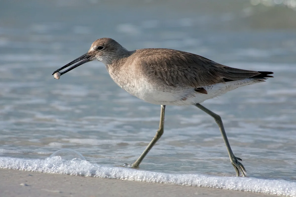 sandpiper bird beach
