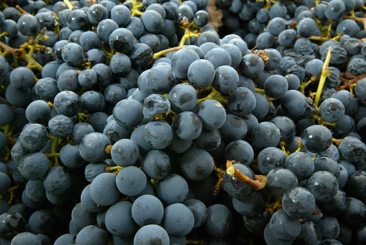 cabernet wine grapes at the Stags' Leap Winery