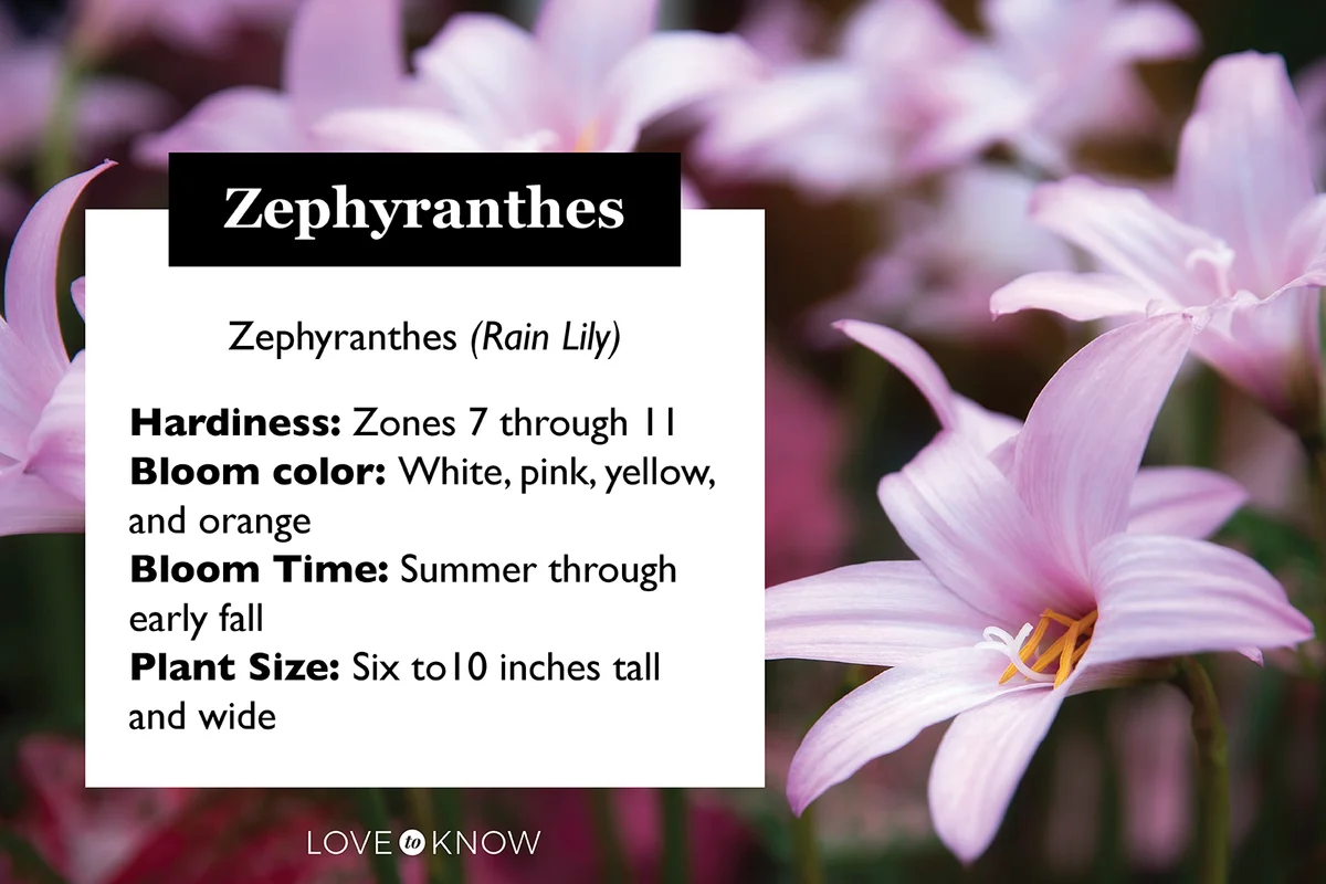 Zephyranthes flower profile