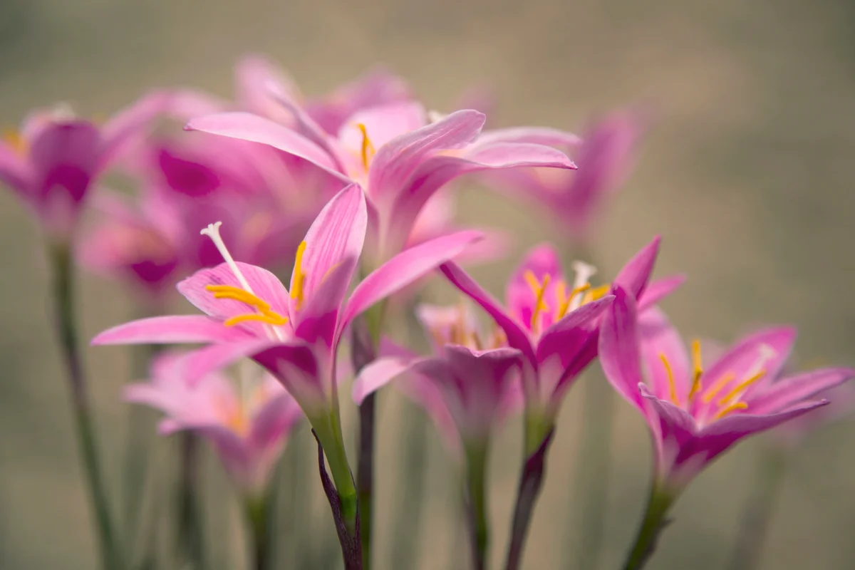 Cluster of Pink Rain Lily
