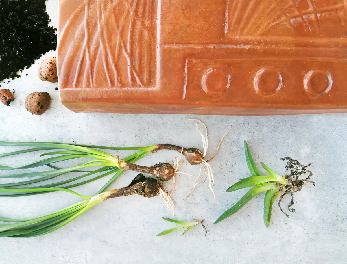 Spring Zephyranthes plant transplant