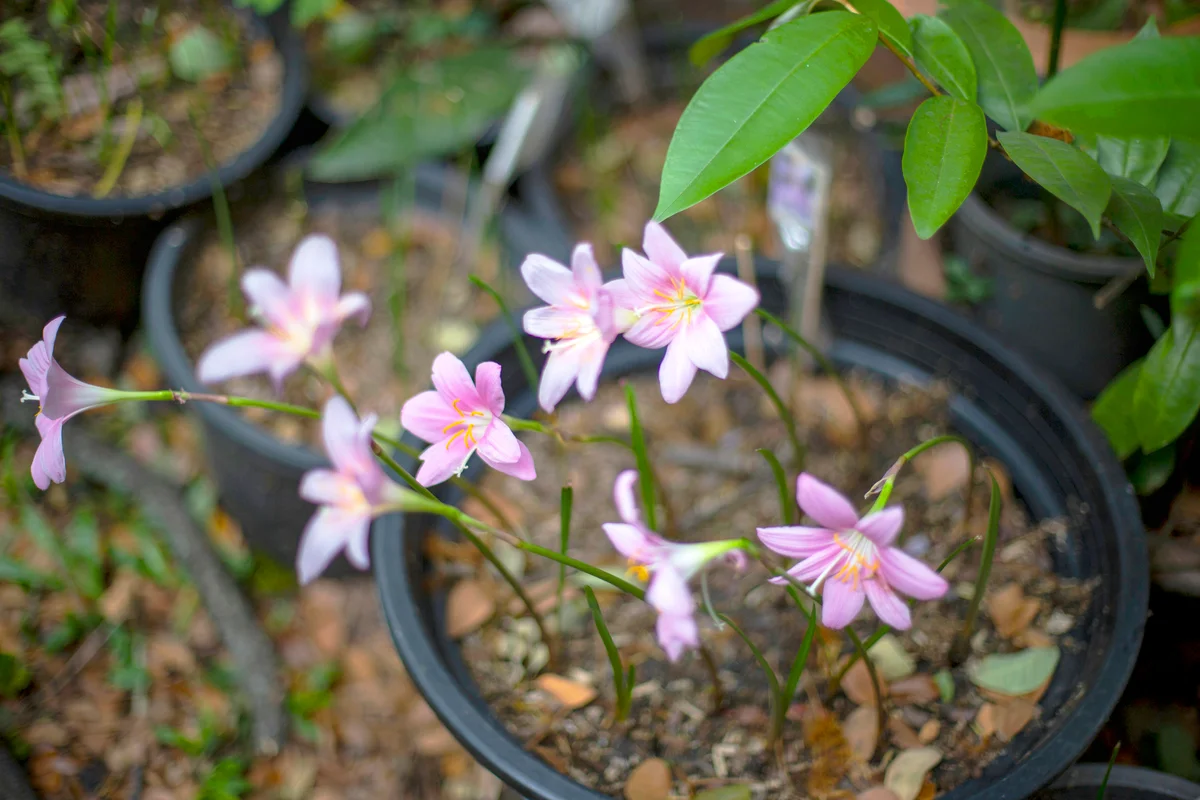 Zephyranthes grandiflora flower
