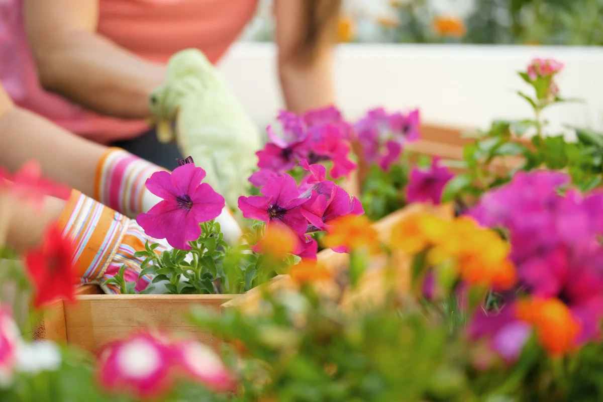 Backyard Gardening