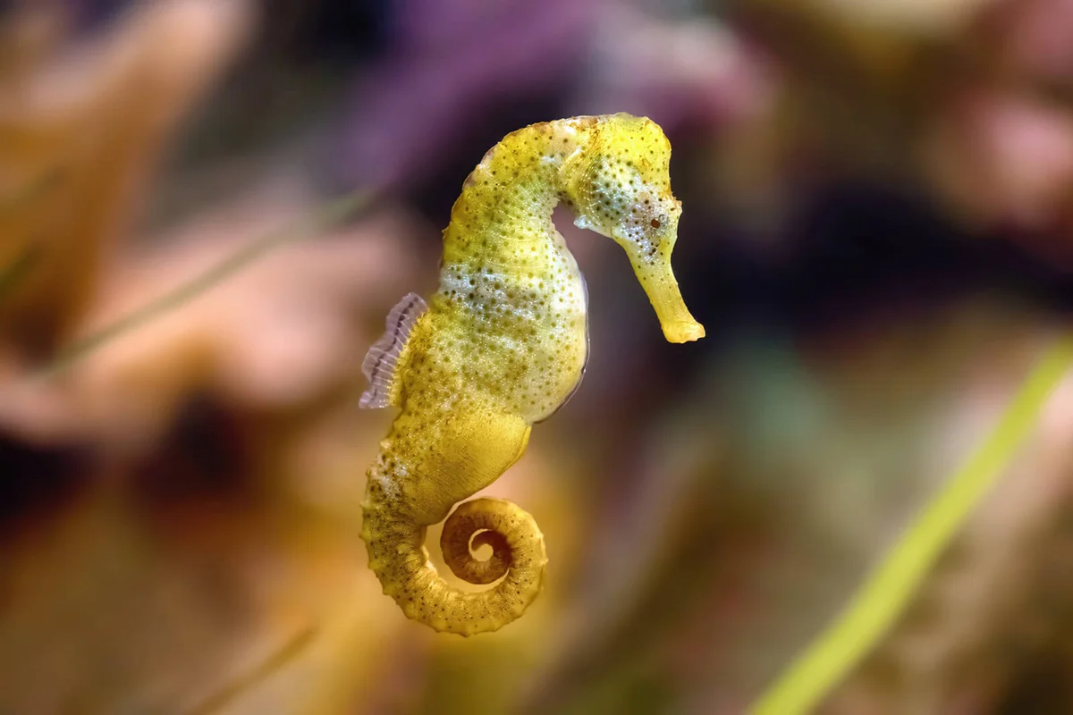 Slim seahorse in the aquarium