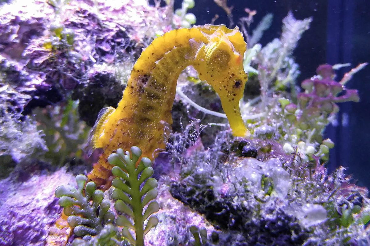 Sea Horse In Tank At Aquarium