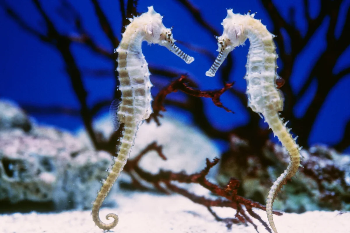 Sea horses face to face