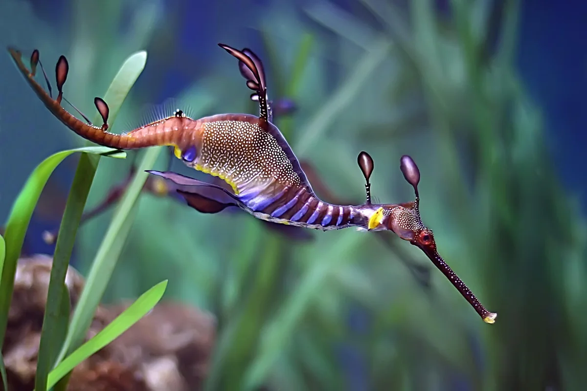 Sea Dragon