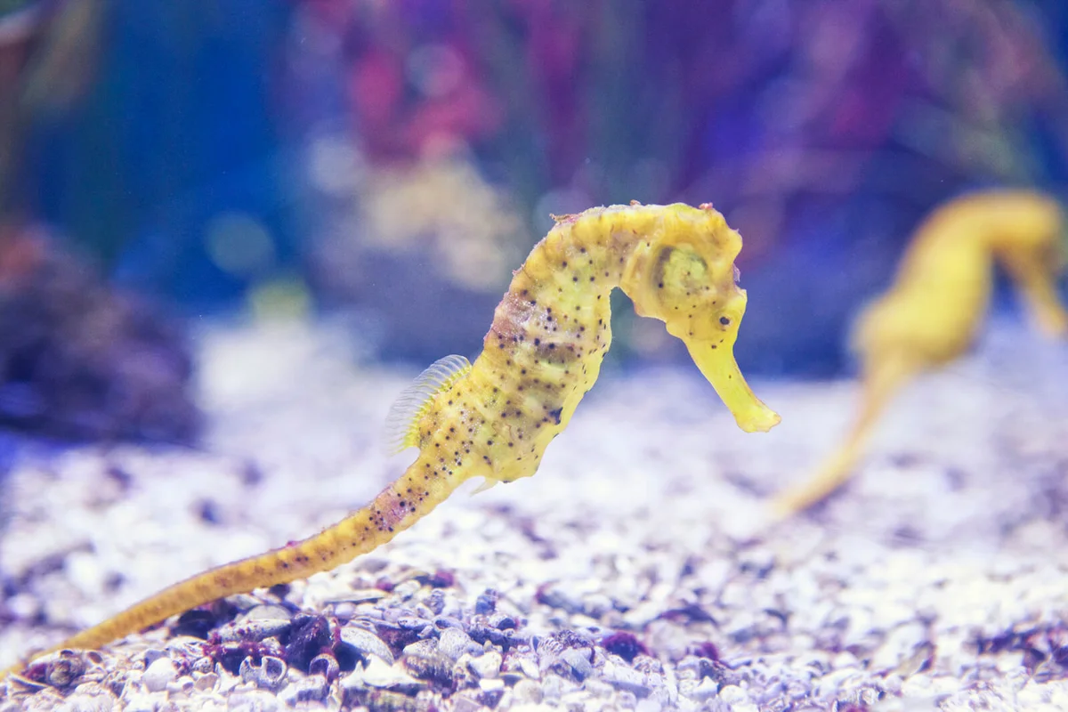 Longsnout Seahorse