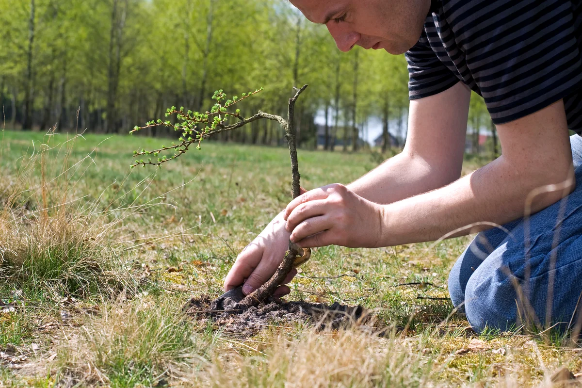 Planting new  Larch tree
