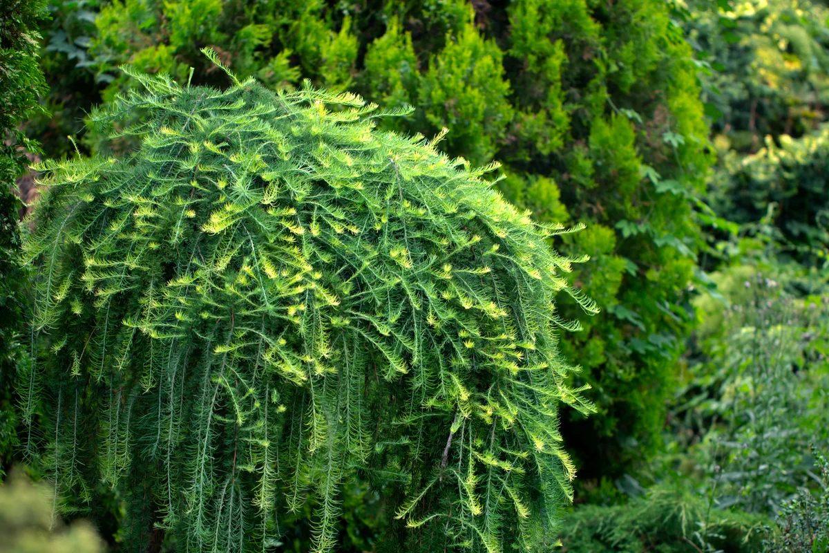 Lamenting larch