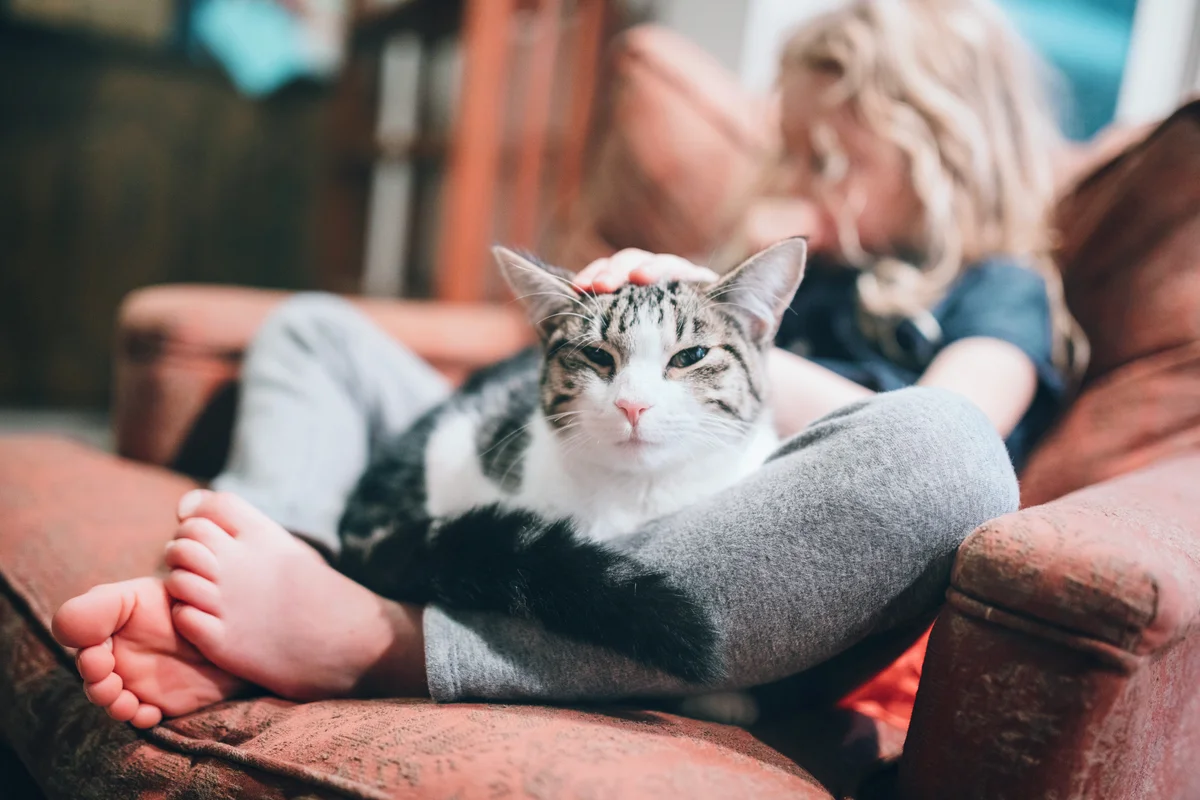 Cat Resting in Lap of Little Girl on Armchair