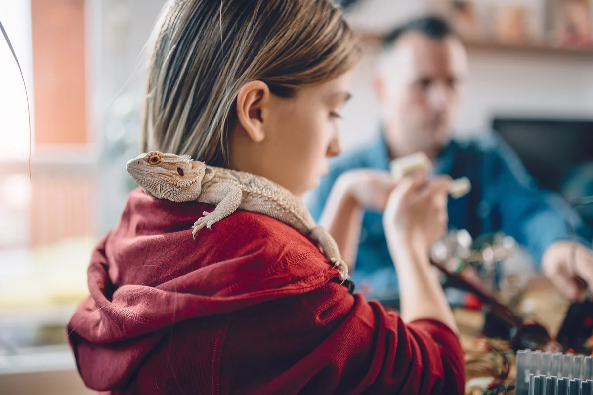 Bearded dragon on girls shoulder