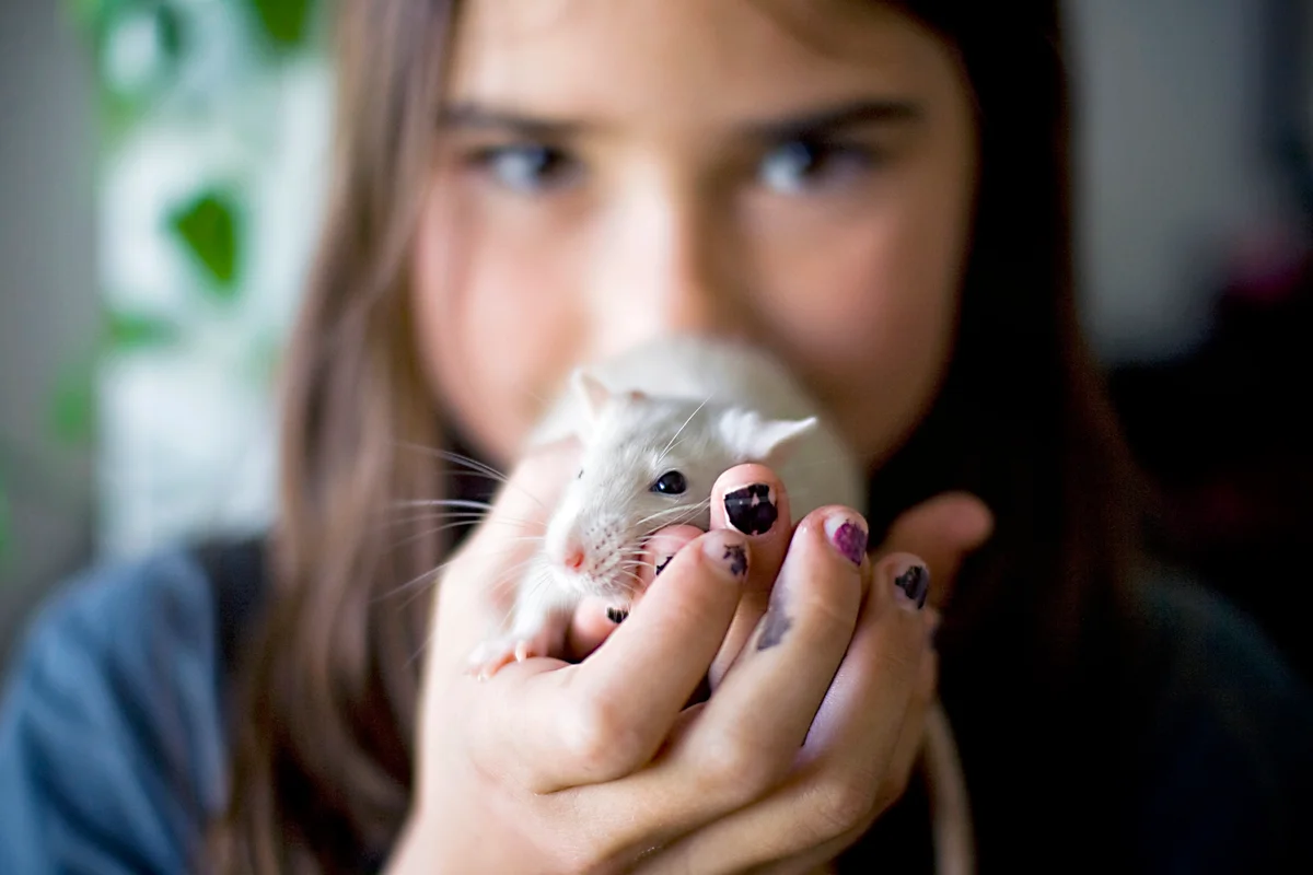 A young girl holds a pet rat in her cupped hands