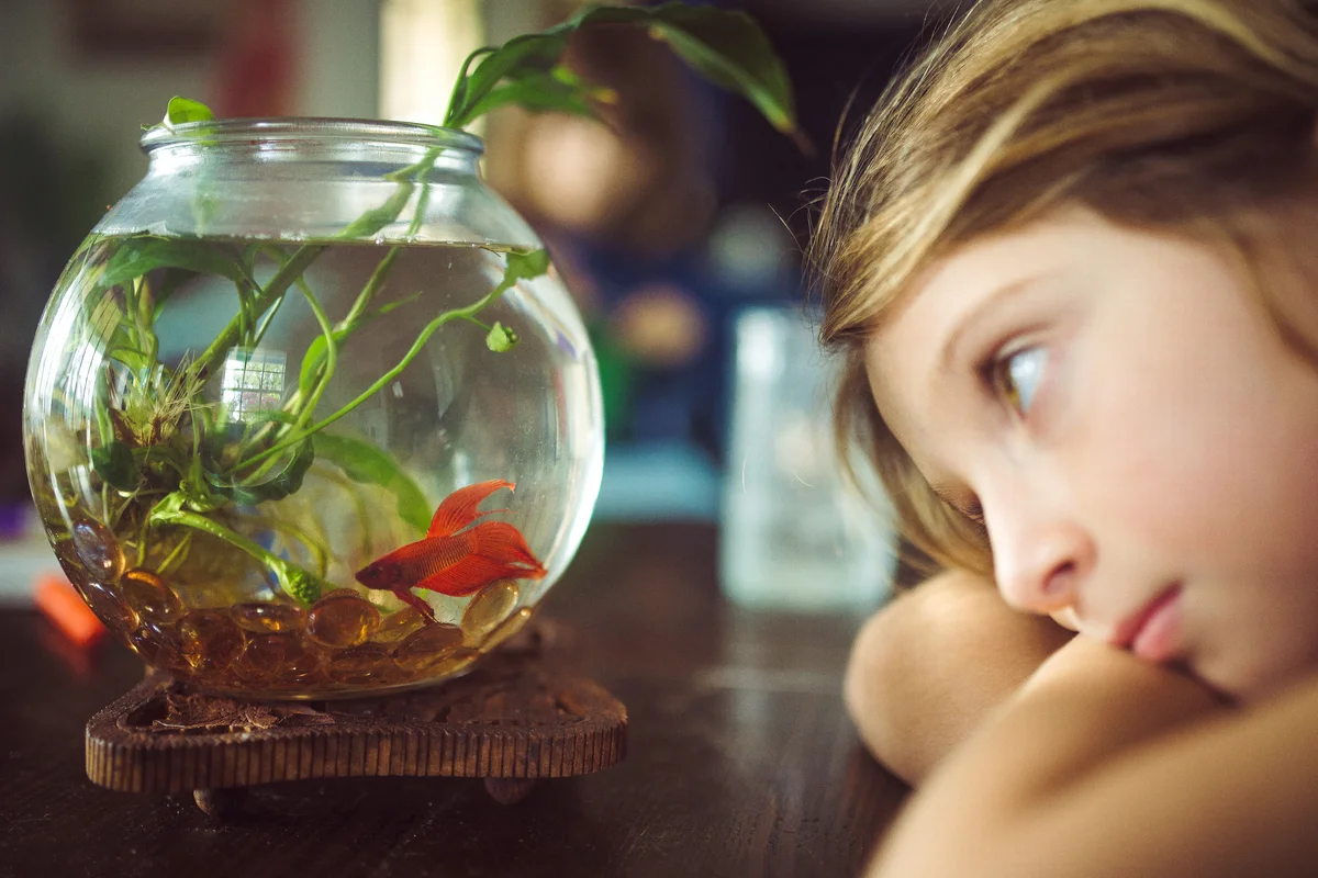 Child watches family pet fish in fishbowl at home
