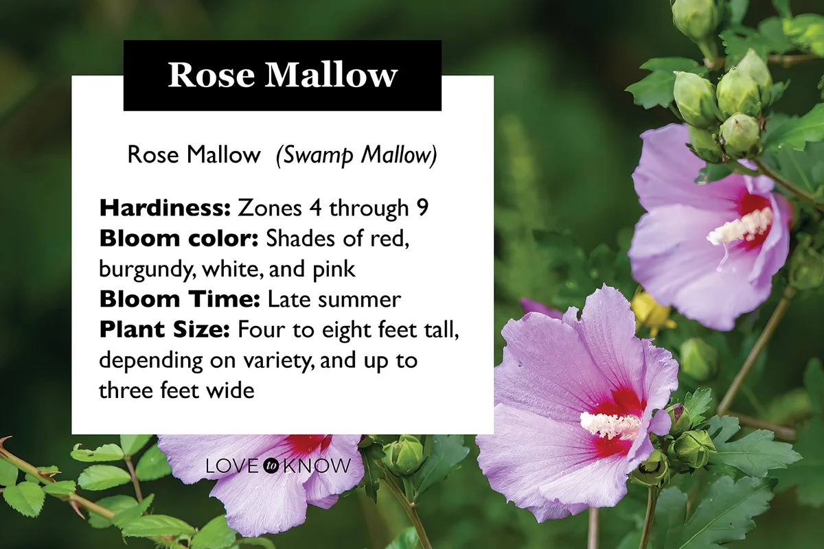 Rose mallow flower profile card