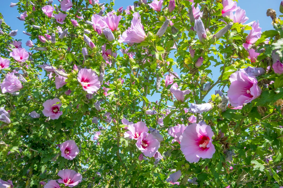 Rose mallow bush