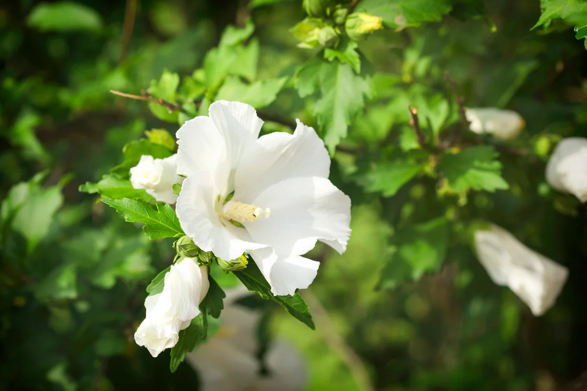 Hibiscus blue river in bloom