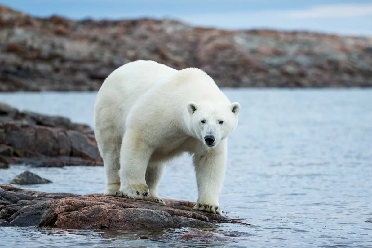 polar bear on rock