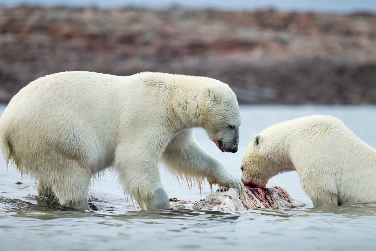 polar bears eating a narwhal