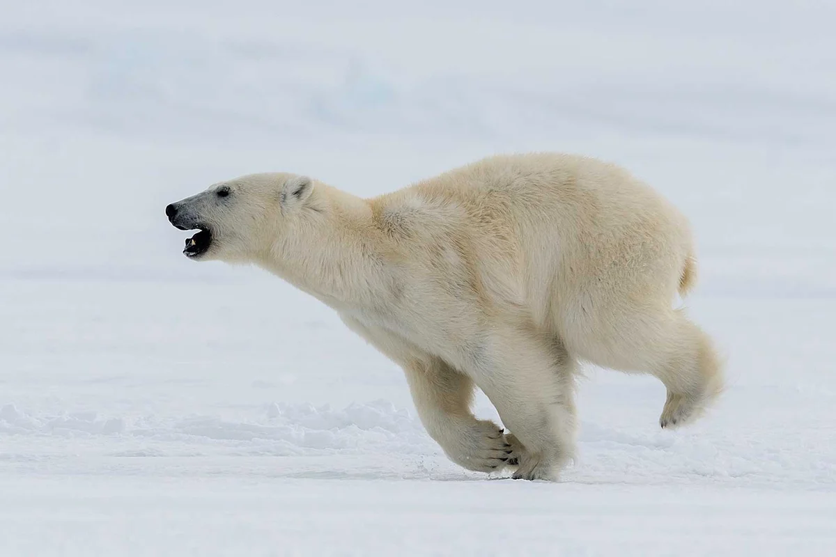 polar bear running