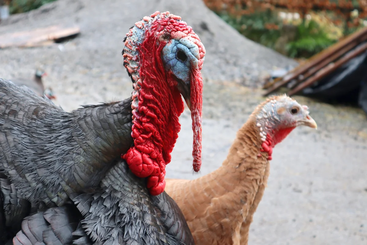 Older and younger turkey