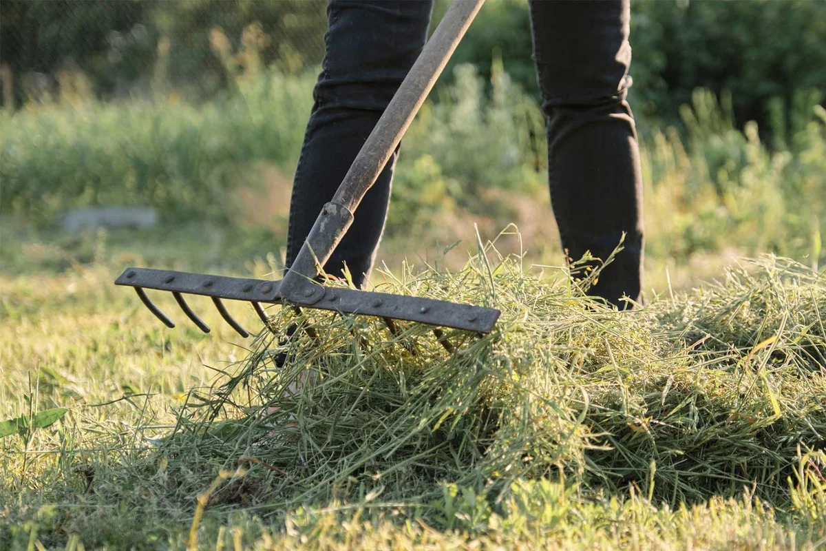 raking hay grass with antique hay rake