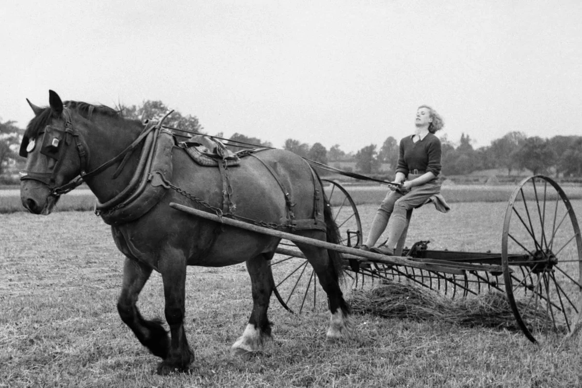 woman on horse drawn hay rake