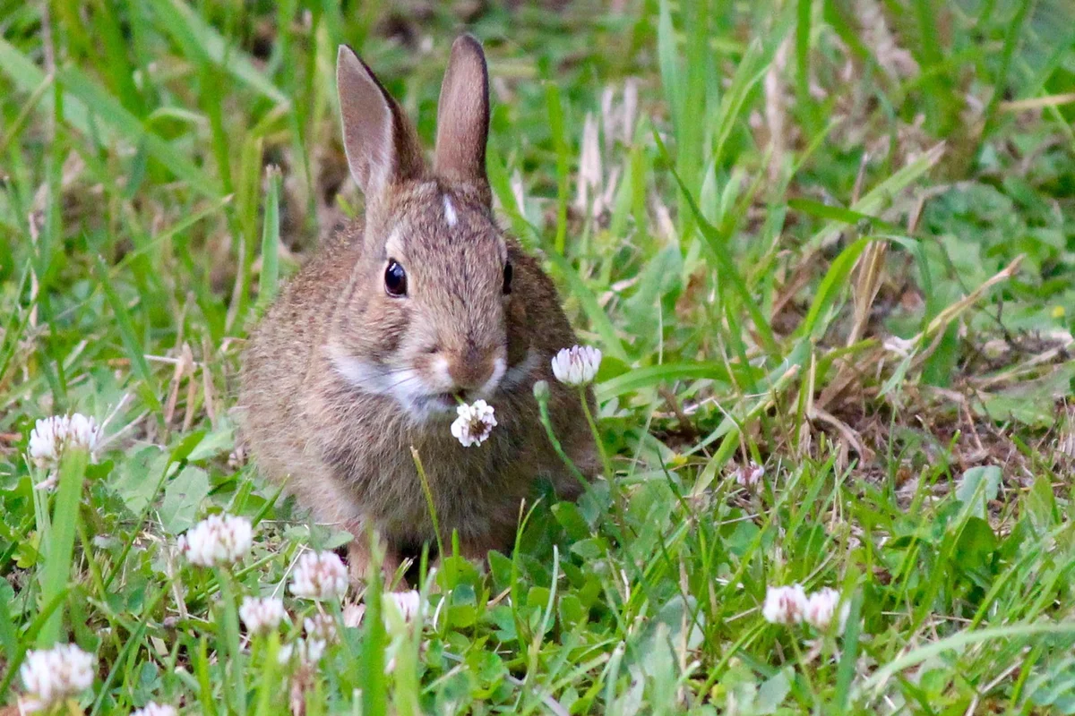 Rabbit On Grassy Field
