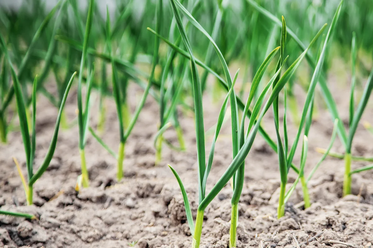 planting garlic in the garden