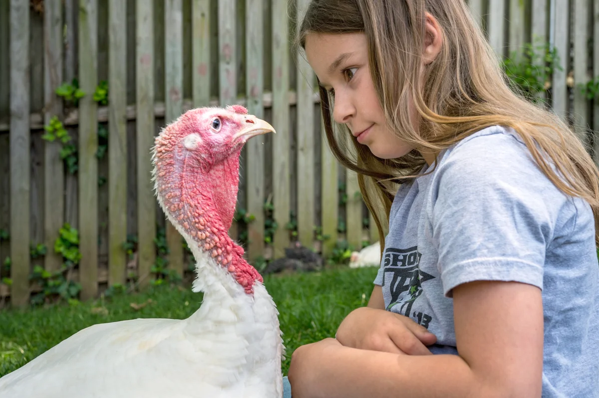 Girl looking at turkey on a farm
