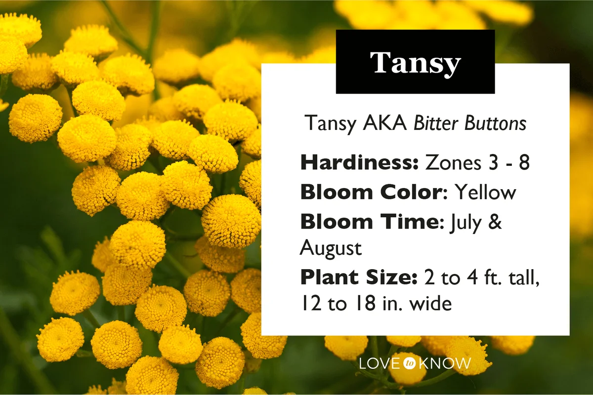 Tansy Characteristics Infographic