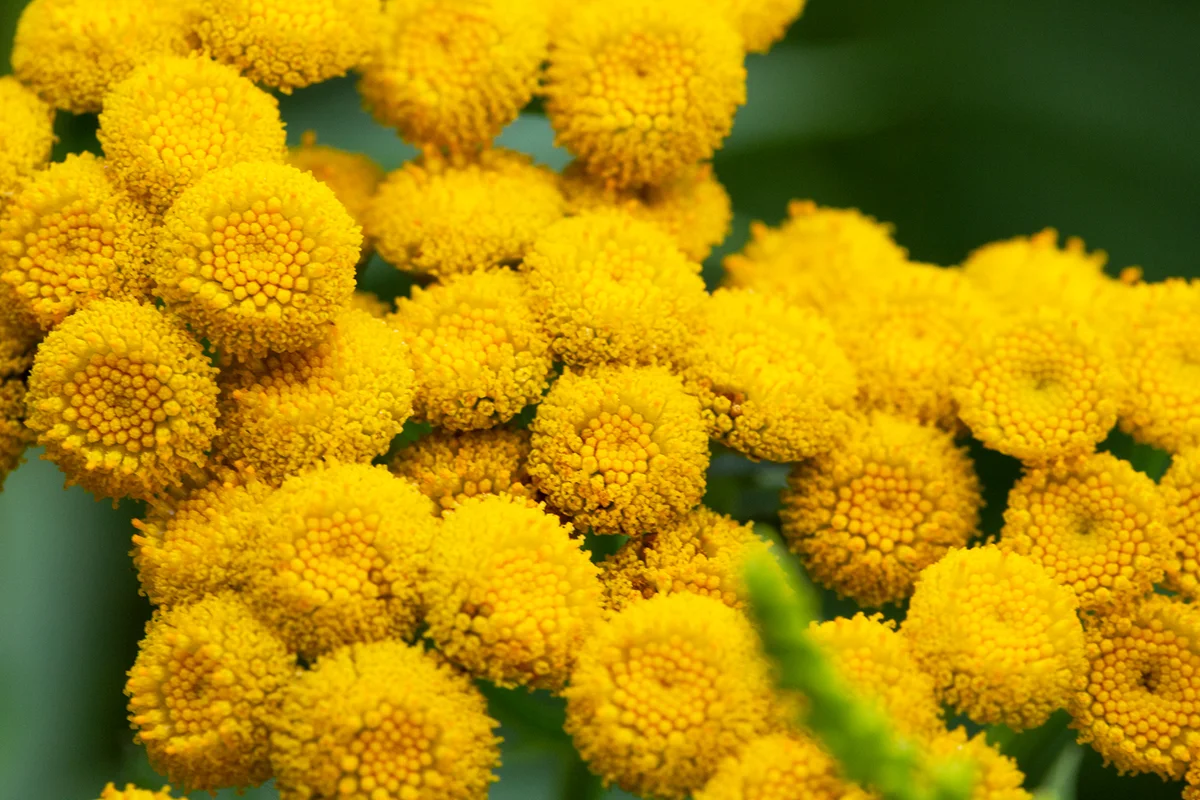 Tansy Tanacetum vulgare , plant with yellow flowers