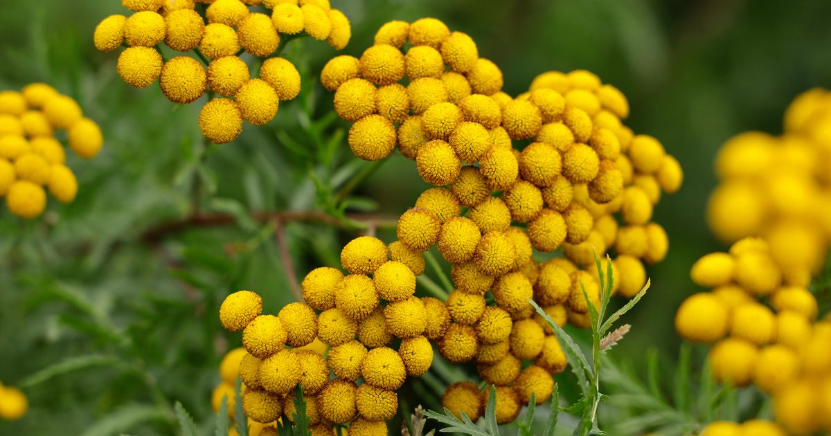 Tansy Plants: What to Know About This Common Flower
