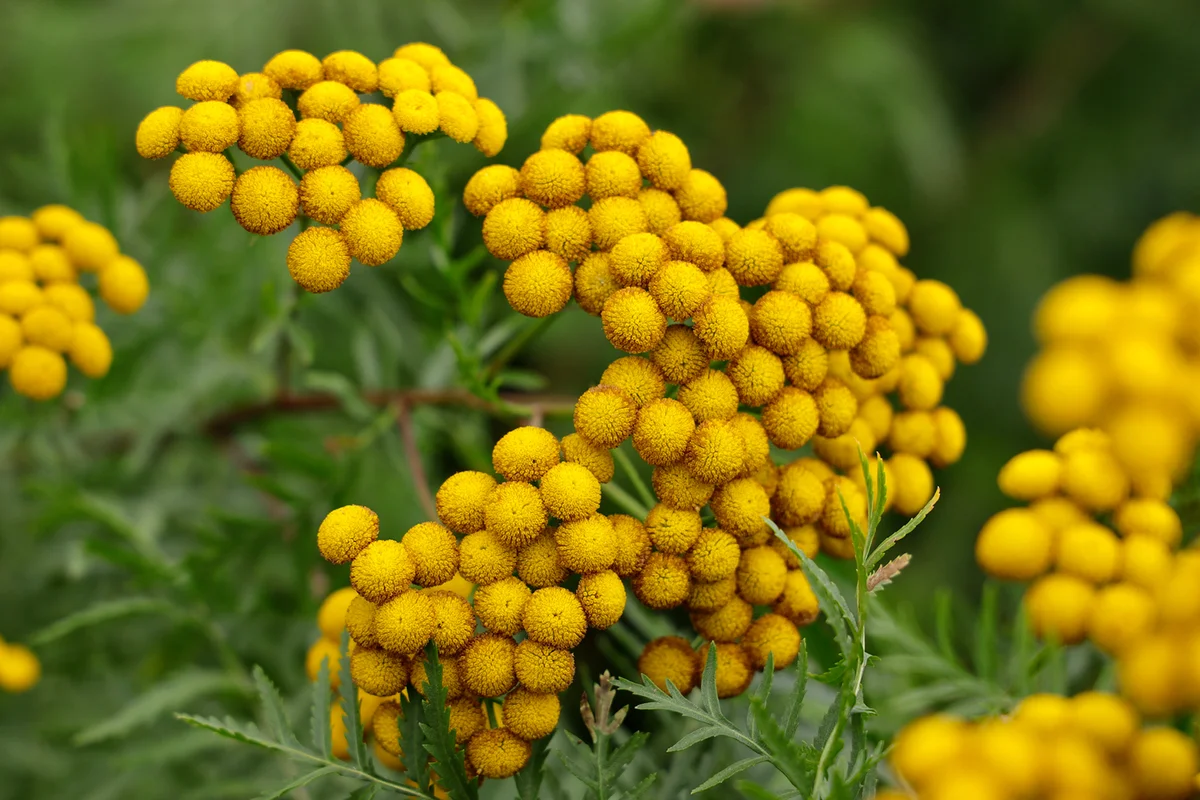 Yellow flowers of Tancy blooming in the summer