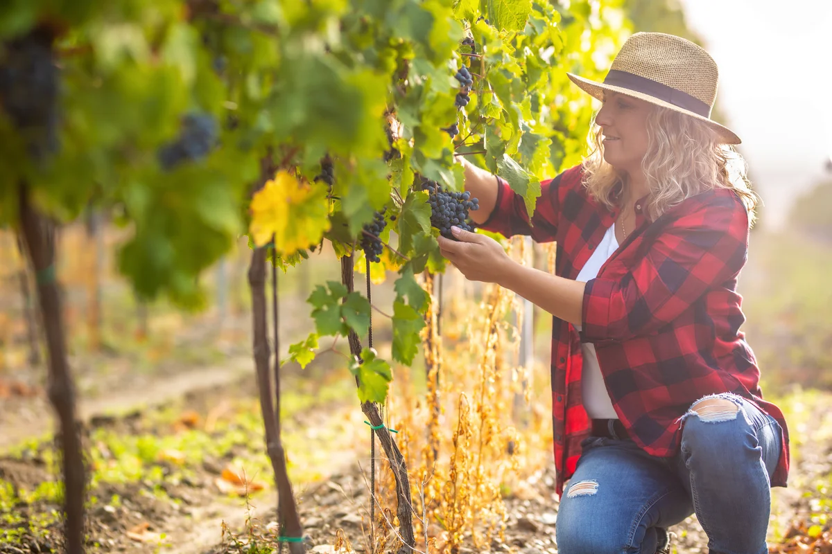 woman picking grapes in vineyard