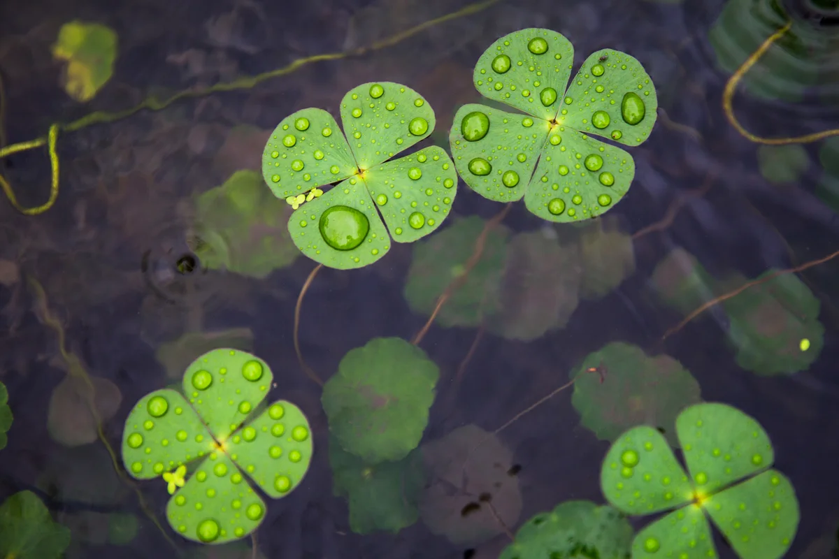 Marsilea crenata Water Clover