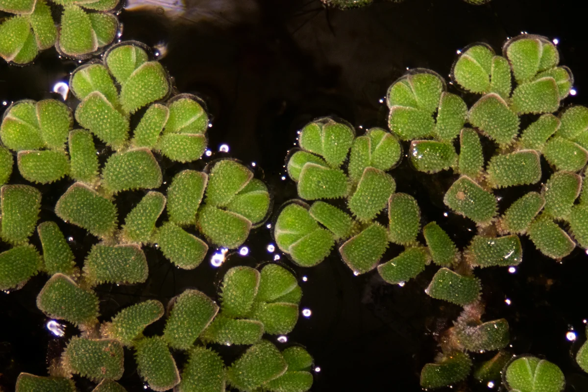 Water fern Azolla filiculoides