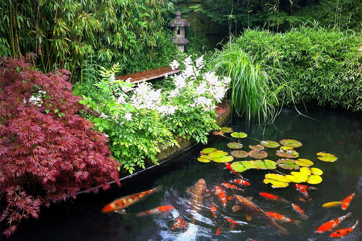 koi pond with plants