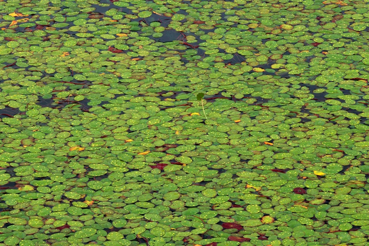 Watershield Brasenia schreberi