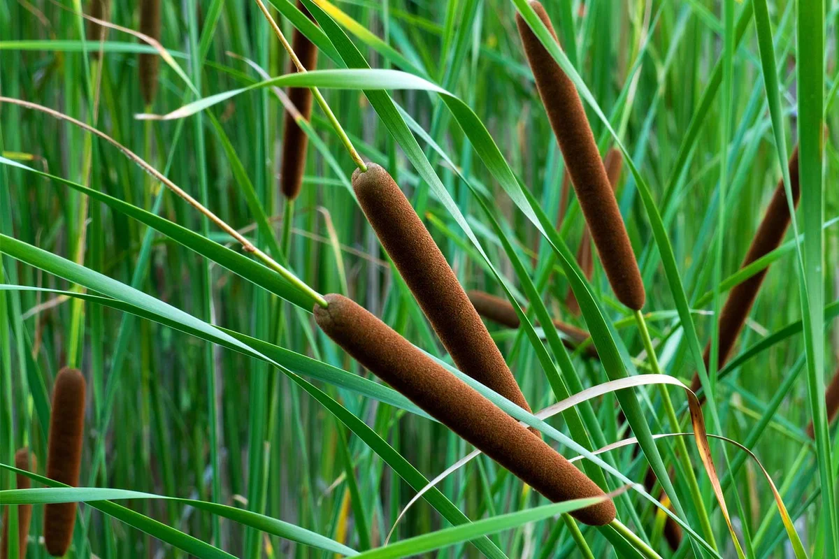 Common cattails Typha latifolia