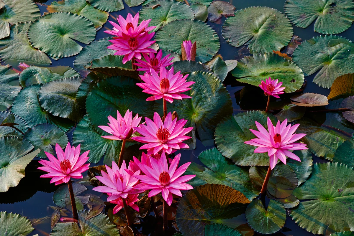 Water lillies Nymphaeaceae