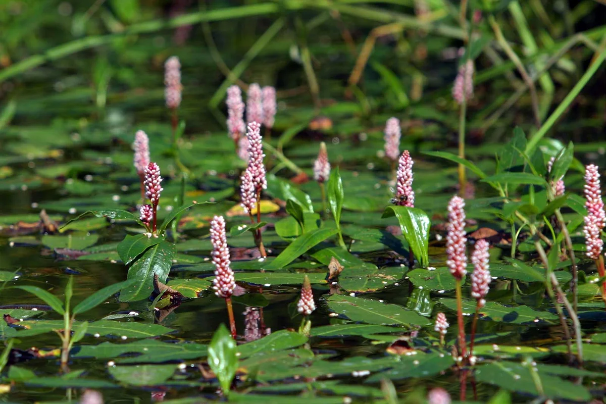 Water smartweed Polygonum amphibium