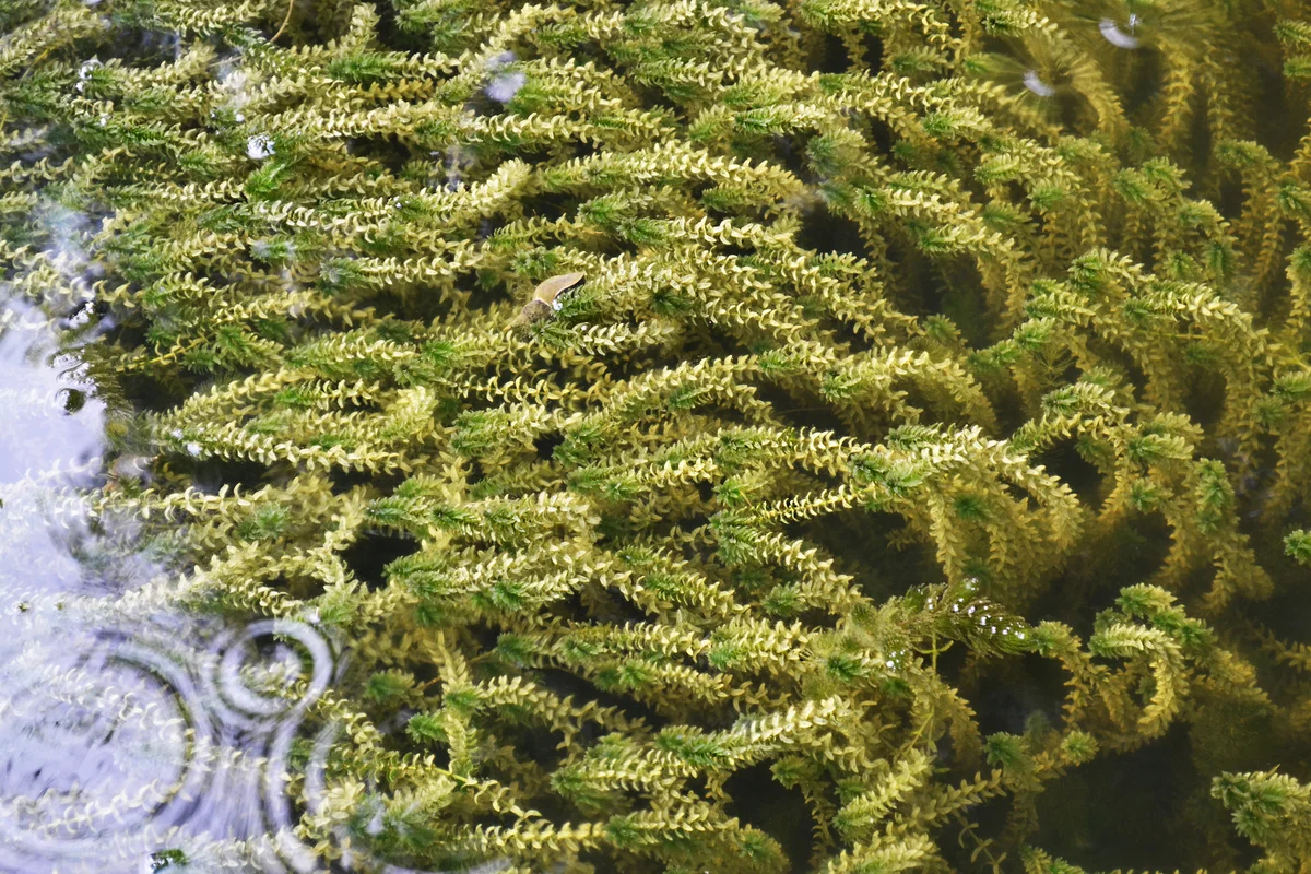 Waterweed Elodea Canadensis